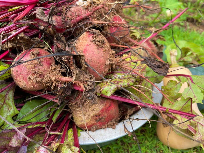 Beet Harvest