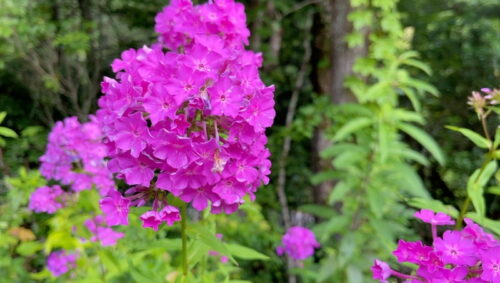 pink phlox