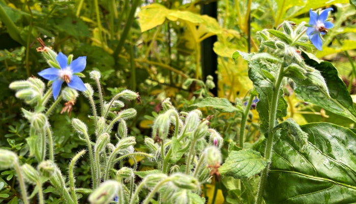 blue borage blooms