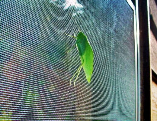 a katydid on window