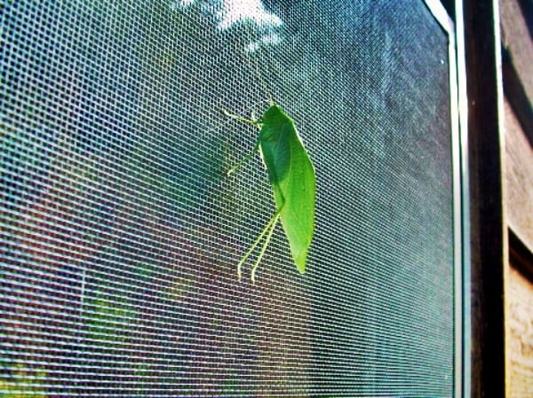 a katydid on window