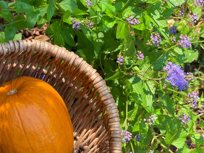 pumpkin and flowers