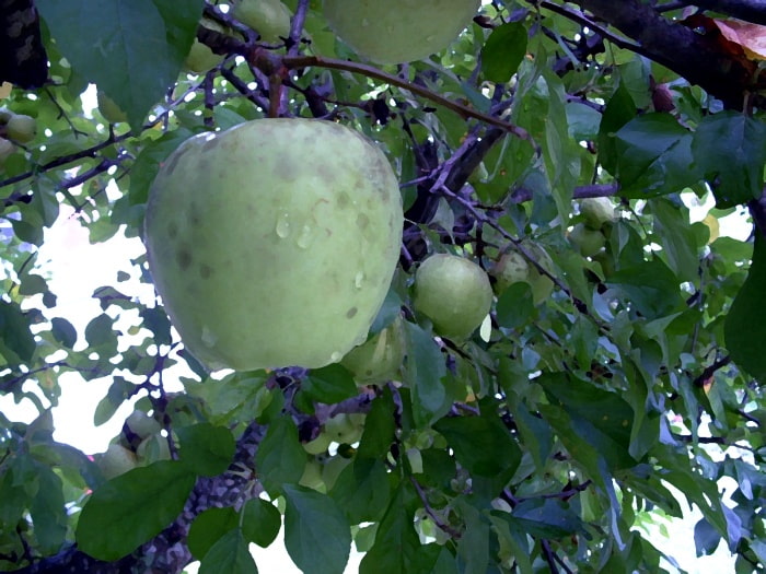 Apple on tree