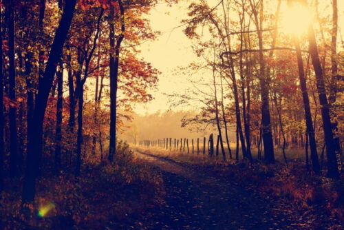 Fall trees and road