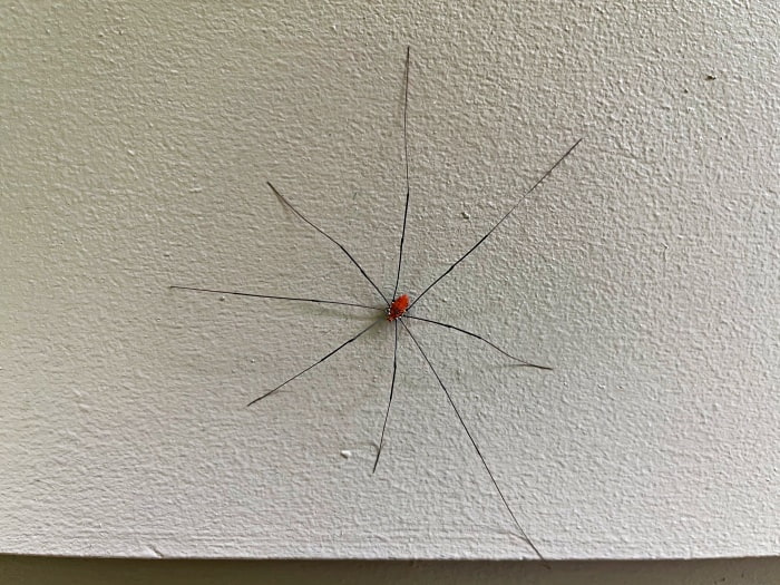 Daddy Long Legs All Fun and Games Until Someone Loses a Leg – or