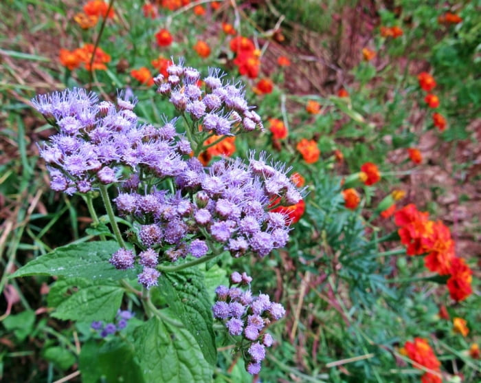 purple flower