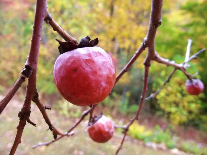 persimmons on tree