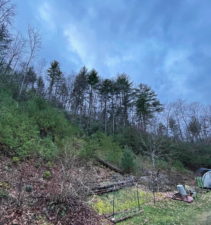 ridge line with pine trees