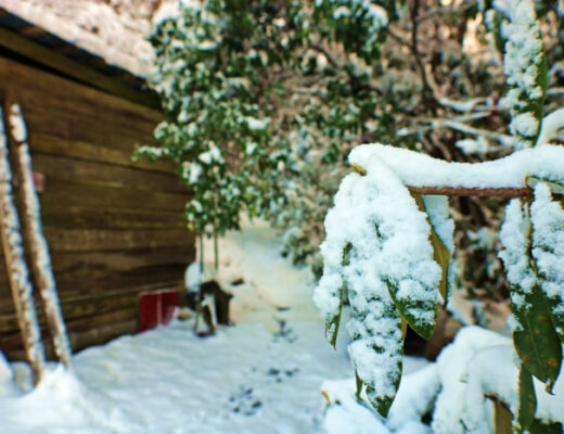 Barn with Snow