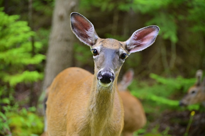 Doe looking at camera