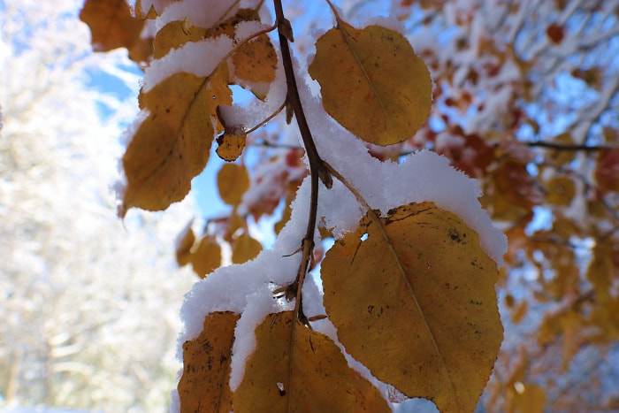 snow on leaves