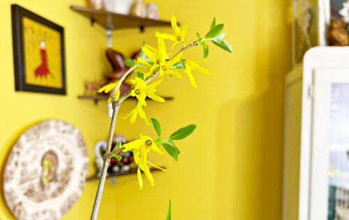 Yellow Bells Forsythia in Vase