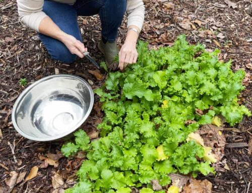 Tipper cutting from bed of mustard greens