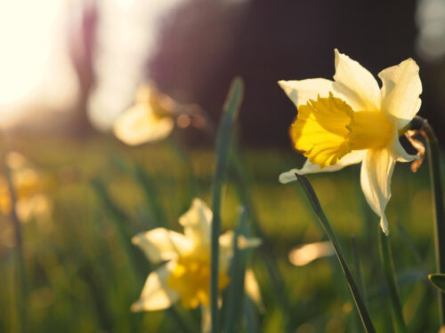 Daffodils blooming in field