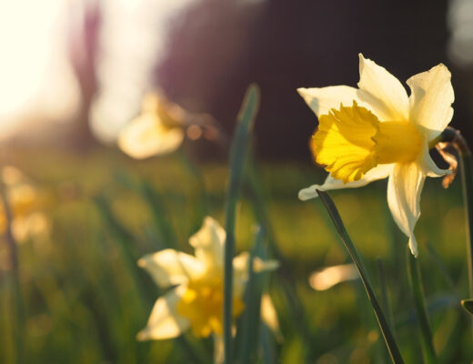 Daffodils blooming in field