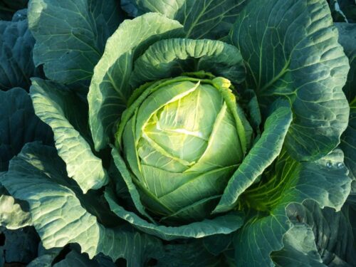 Cabbage in garden