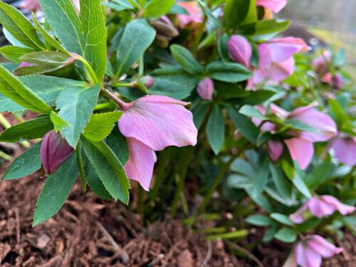 pink lenten rose blooms growing