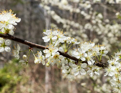 Plum tree blooms in March