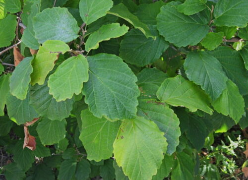 Witch Hazel leaves