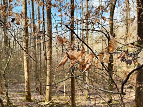 Beech leaves on tree