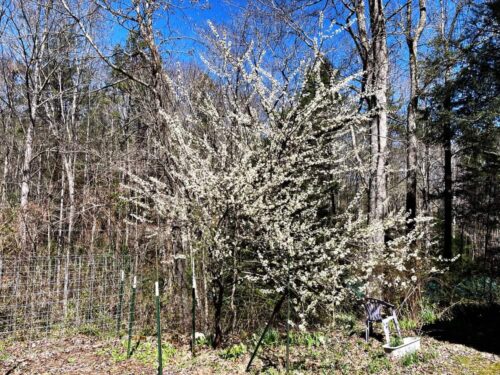 plum tree with white blooms