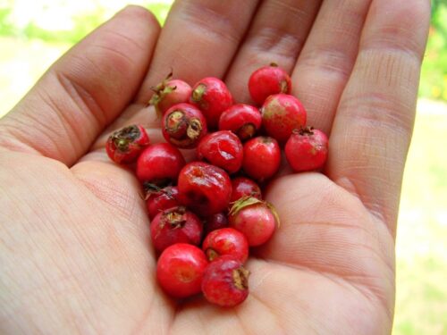 handful of sarvis berries