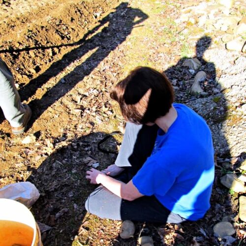 Tipper planting potatoes