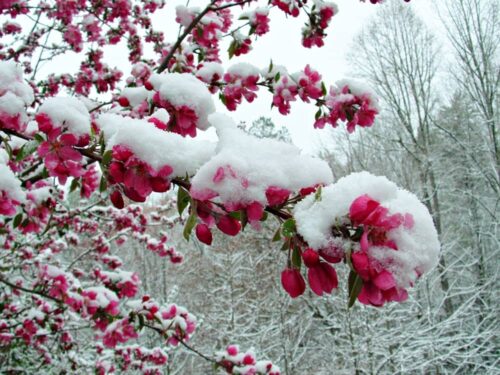 snow covered blooms