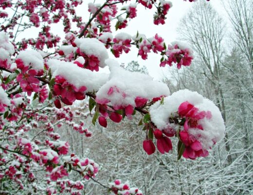 snow covered blooms