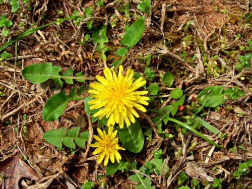 dandelion blooms