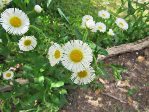 daisy flowers