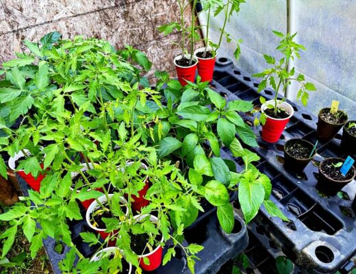 tomato and pepper plants in greenhouse