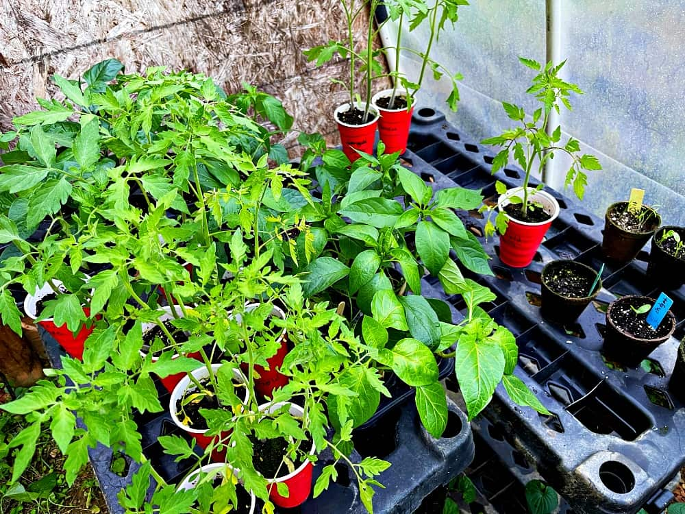 tomato and pepper plants in greenhouse