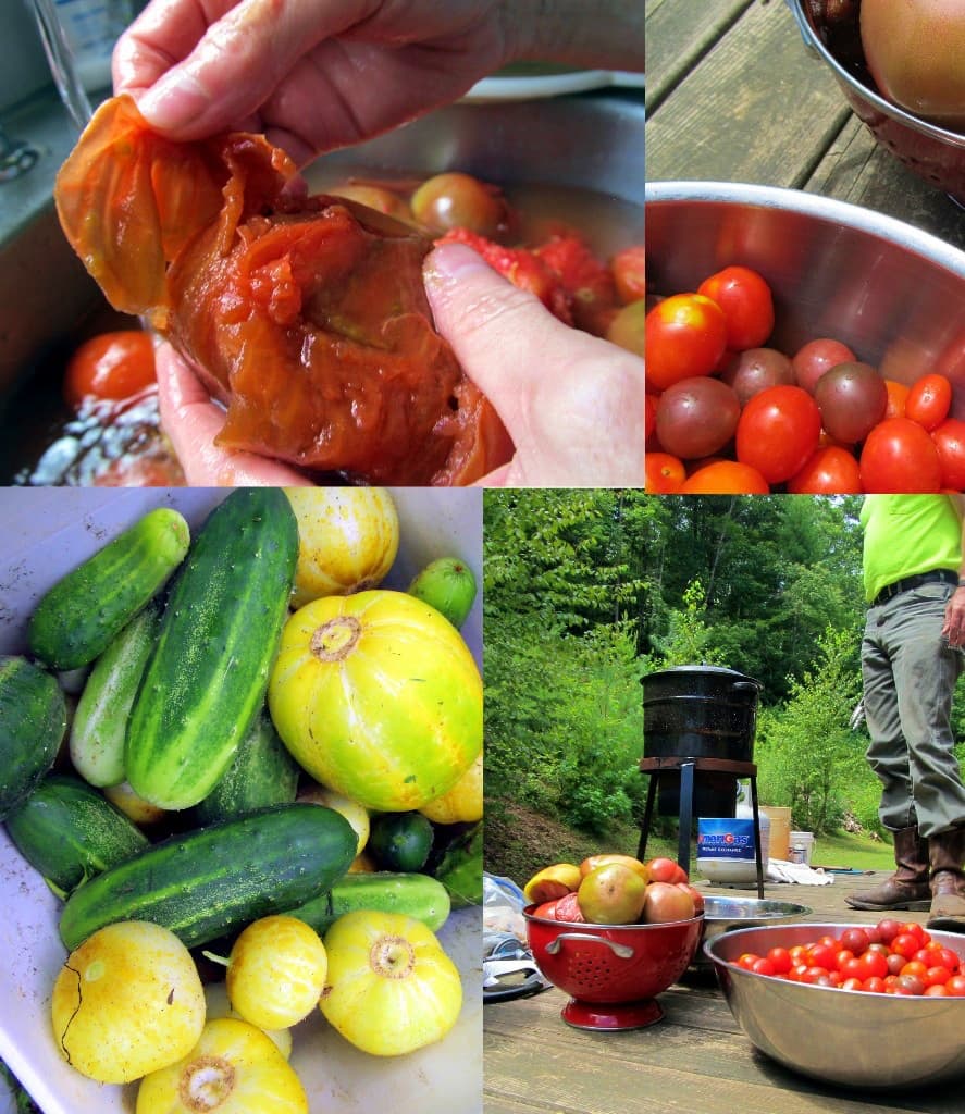 harvesting vegetables