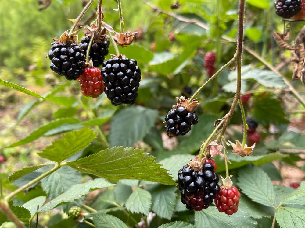 Blackberry Bounty | Blind Pig and The Acorn