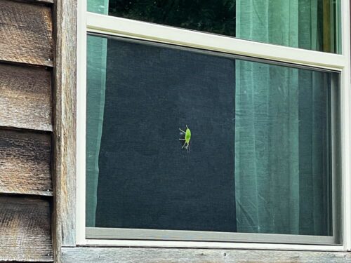 green katydid