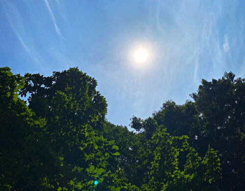 sunn shining over trees