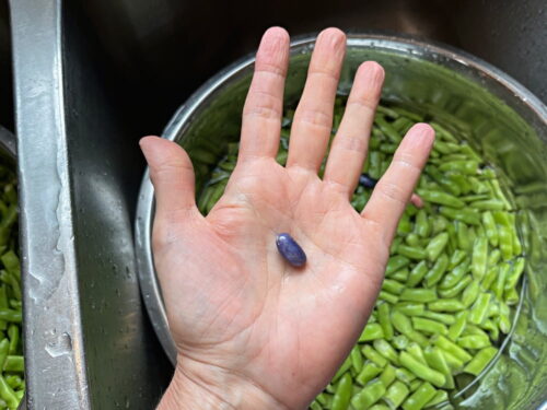 Hand holding blue bean