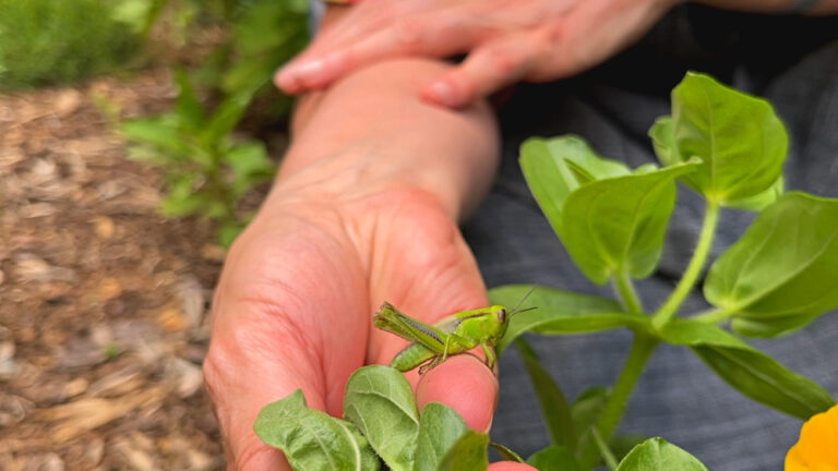 grasshopper sitting on my hand