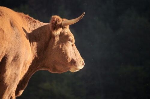 a bull with horns