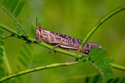 Brown Grasshopper on small limb