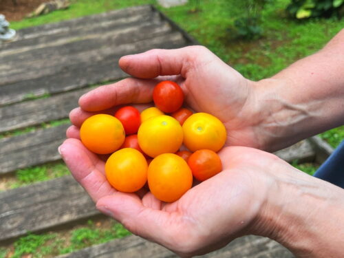 handful of small tomatoes