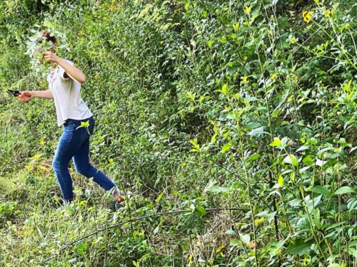 Chatter harvesting medicinal herbs