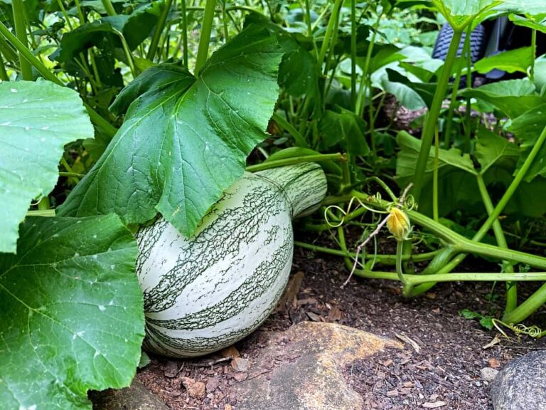 Cushaw growing in garden