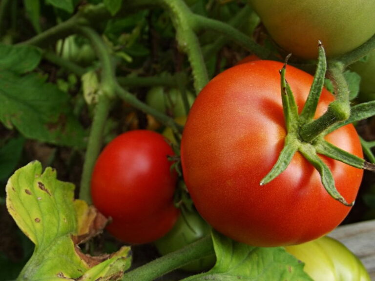 red tomato