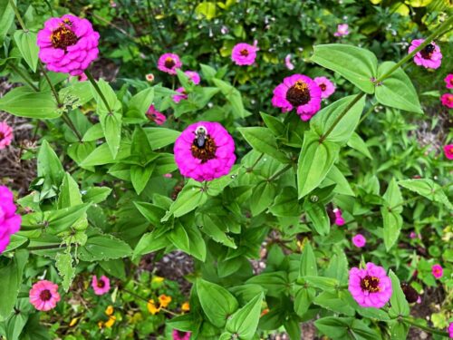 Pink zinnias with bee