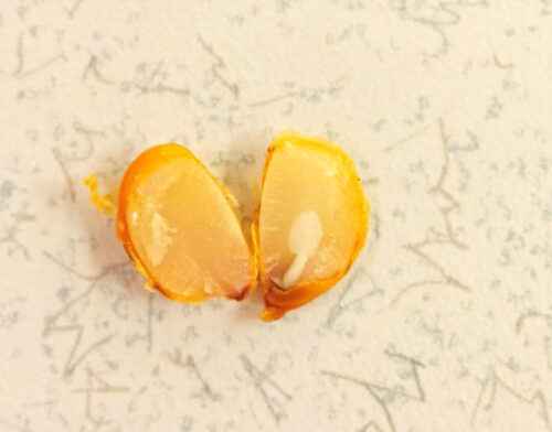 open persimmon seed