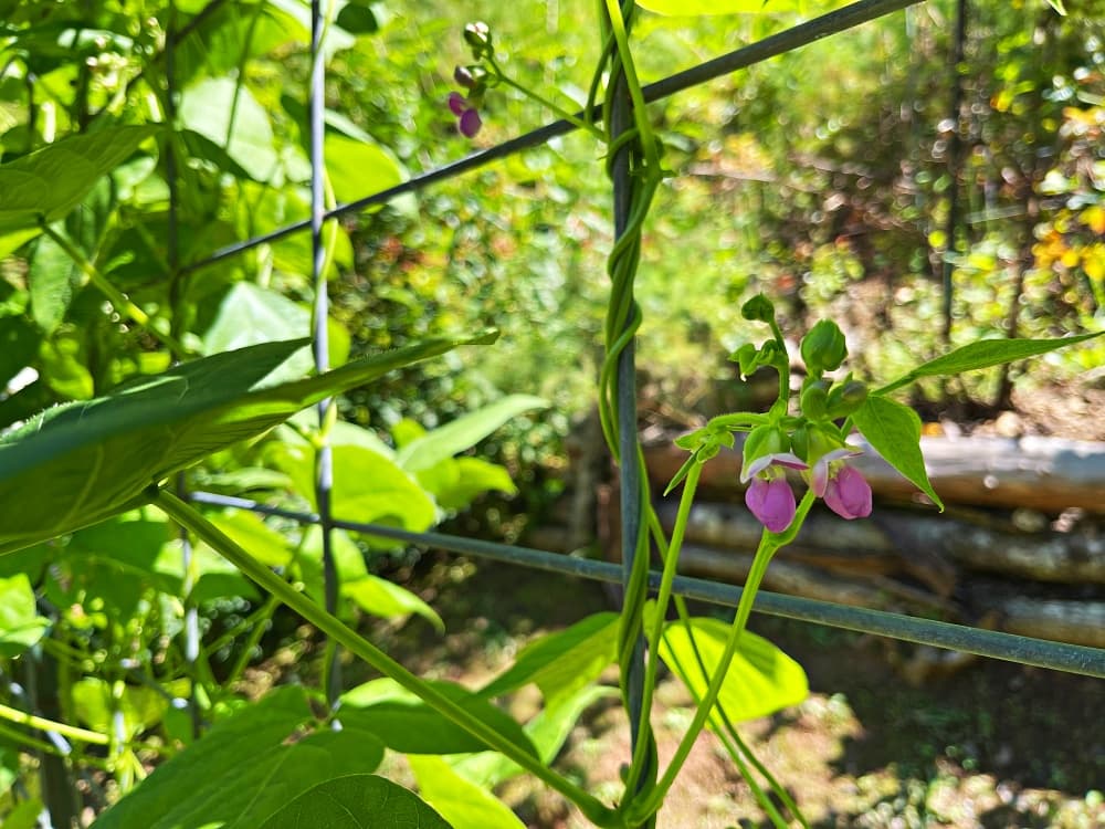 Planting by the Signs September 2022 Blind Pig and The Acorn