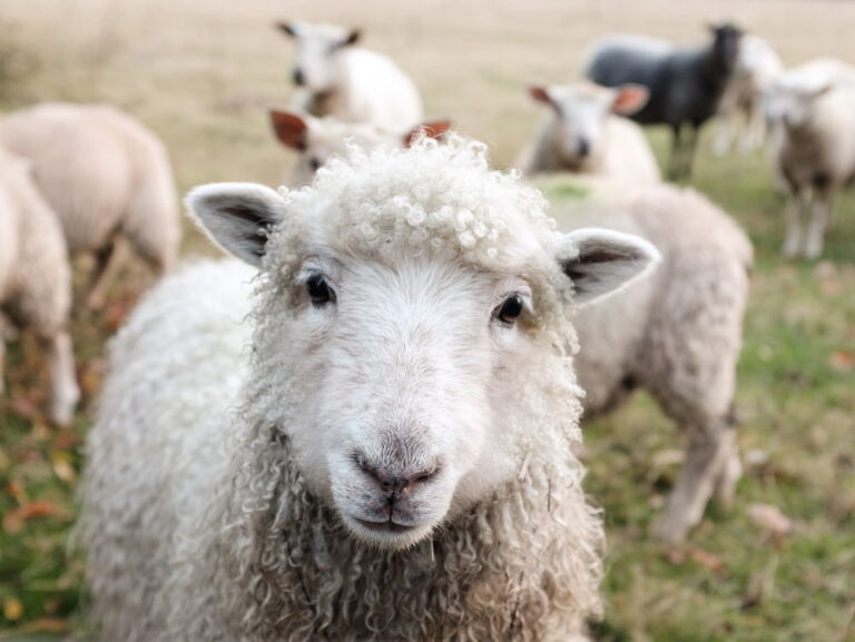 Sheep in field