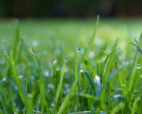 dew covered grass